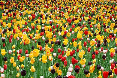 岁招寅虎劲更高，Steam新年特卖换新装